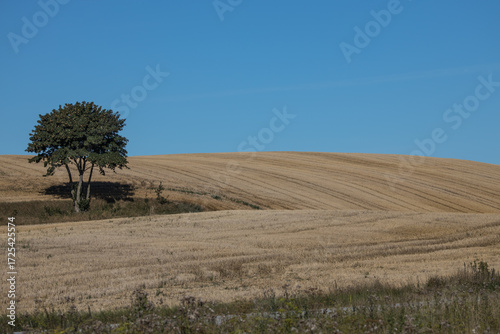 Skåne landscape after harvest time