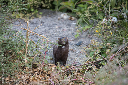 Mink at the beach