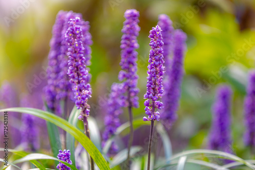 Selective focus of blue Lily turf flower in the garden, Liriope muscari is a species of flowering plant from East Asia, Herbaceous perennial has grass-like evergreen foliage, Nature floral background.