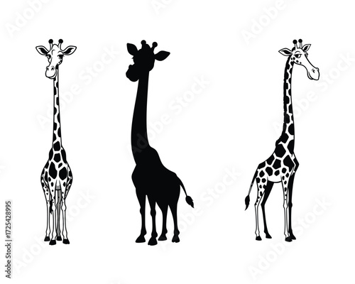 Photography Three stylized illustrations of giraffes standing in profile against a white bac