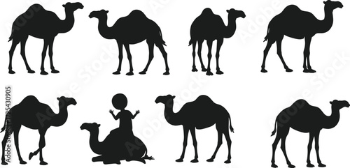 Camel silhouette illustration with human figure, desert lifestyle, sitting and standing camels, nomadic culture, wildlife animal artwork, travel design sequence