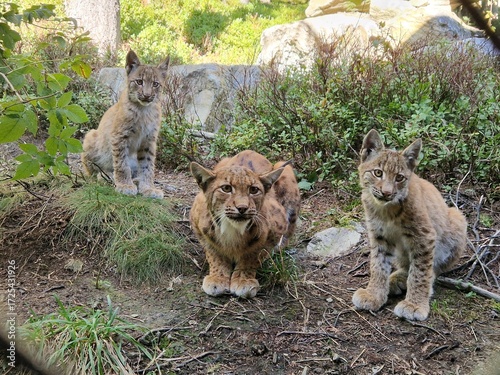 Luchs im Wald