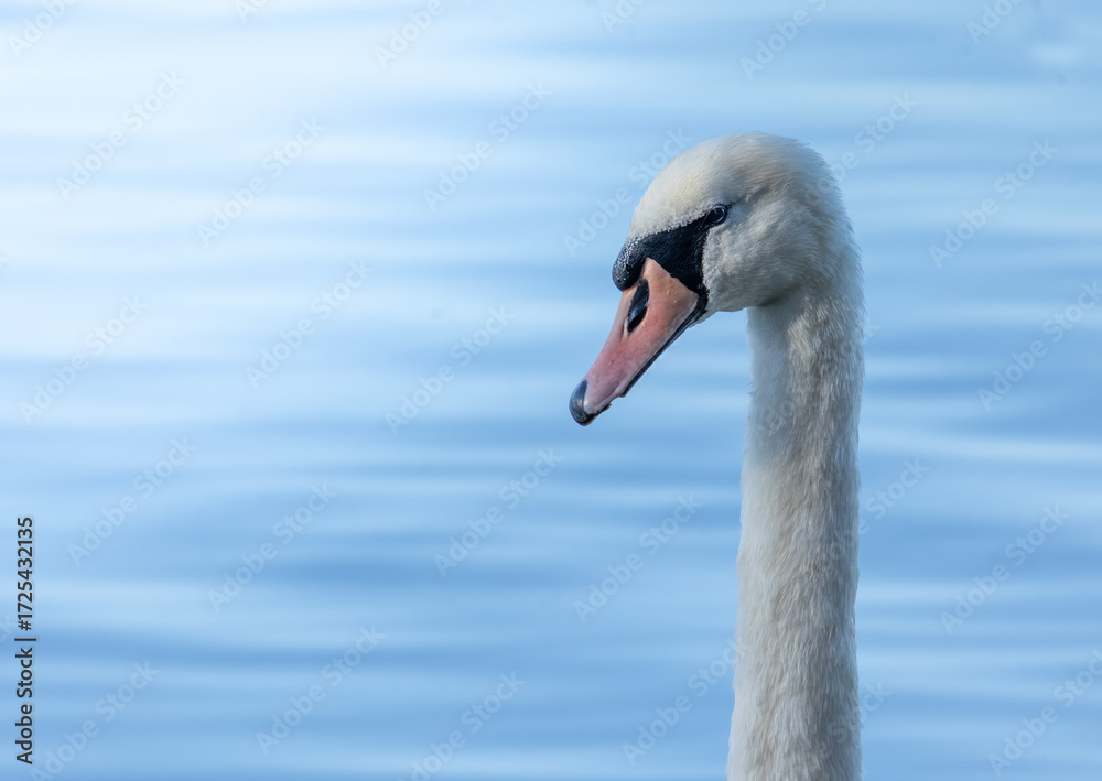 Fototapeta premium swan on the water