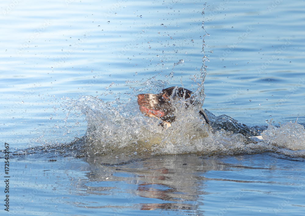 Fototapeta premium dog playing in water