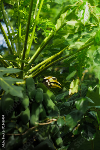 A beautiful oriental pied hornbill (Anthracoceros albirostris) feeding on ripe papaya fruits in tropical nature