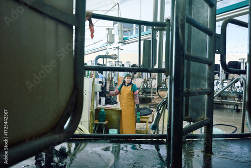 Dairymaid working in agricultural cooperative. Woman with yellow apron, kerchief and rubber gloves pressing the button of rotary milking machine and monitoring the process of milking.