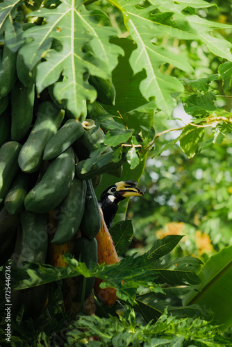 A beautiful oriental pied hornbill (Anthracoceros albirostris) feeding on ripe papaya fruits in tropical nature