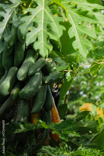 A beautiful oriental pied hornbill (Anthracoceros albirostris) feeding on ripe papaya fruits in tropical nature.