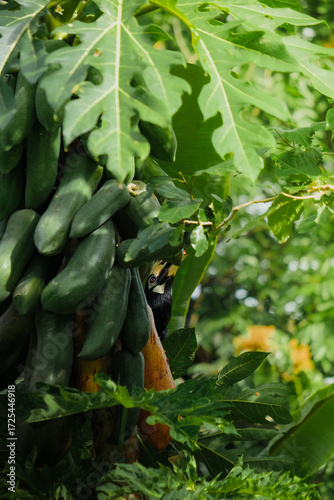 A beautiful oriental pied hornbill (Anthracoceros albirostris) feeding on ripe papaya fruits in tropical nature. 