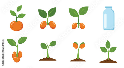 Stages of orange growth from fruit to seedling with water bottle