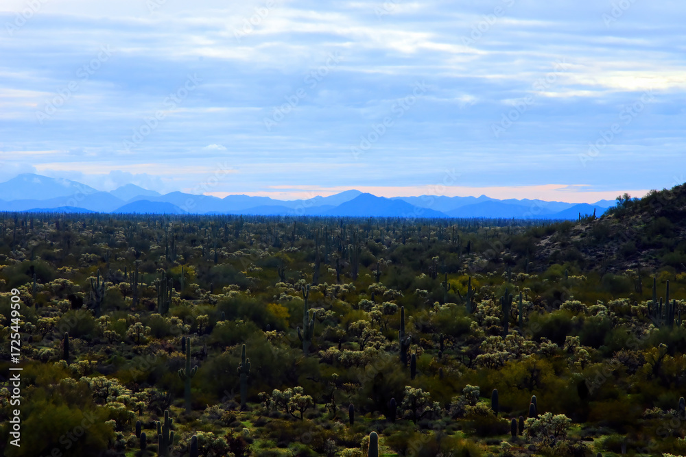 Fototapeta premium Landscape Sonoran Desert Arizona