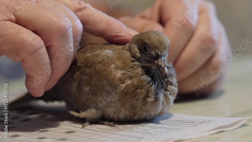 Young bird Streptopelia decaocto from the pigeon family that was found abandoned in a park and rescued. Nestled in a man's arms, photographed up close.