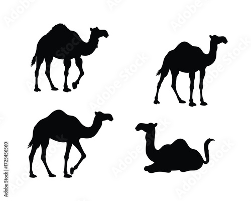Four distinct black silhouette illustrations of dromedary camels in various poses against a clean white background