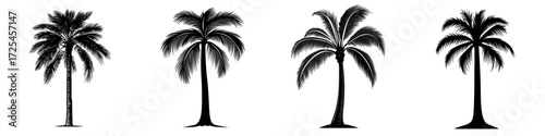 A striking silhouette of a palm tree against a clean backdrop evokes the spirit of tropical paradise