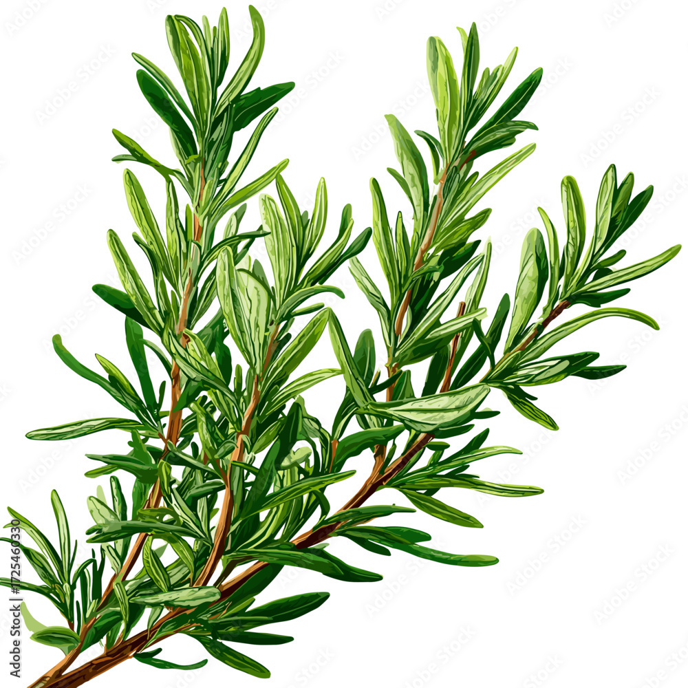Fototapeta premium Rosemary Herb Botanical Illustration for Kitchen Decor