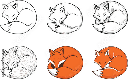 Sleeping fox illustration sequence, drawing stages, sketch to color, animal art, curled pose, vector process, nature theme, artistic progression, furry detail