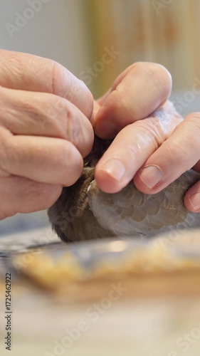 A man in the background hand-feeds a young bird Streptopelia decaocto from the pigeon family that was found abandoned in a park and rescued. He places grains of wheat in the bird's beak.