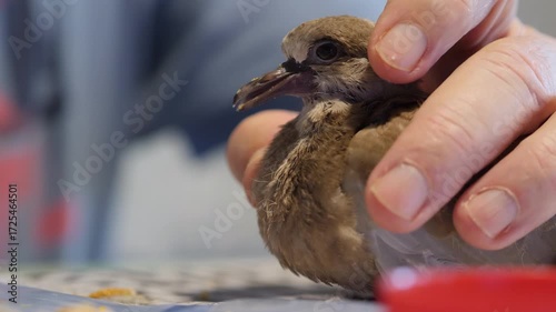 A man in the background hand-feeds a young bird Streptopelia decaocto from the pigeon family that was found abandoned in a park and rescued. He places grains of wheat in the bird's beak.
