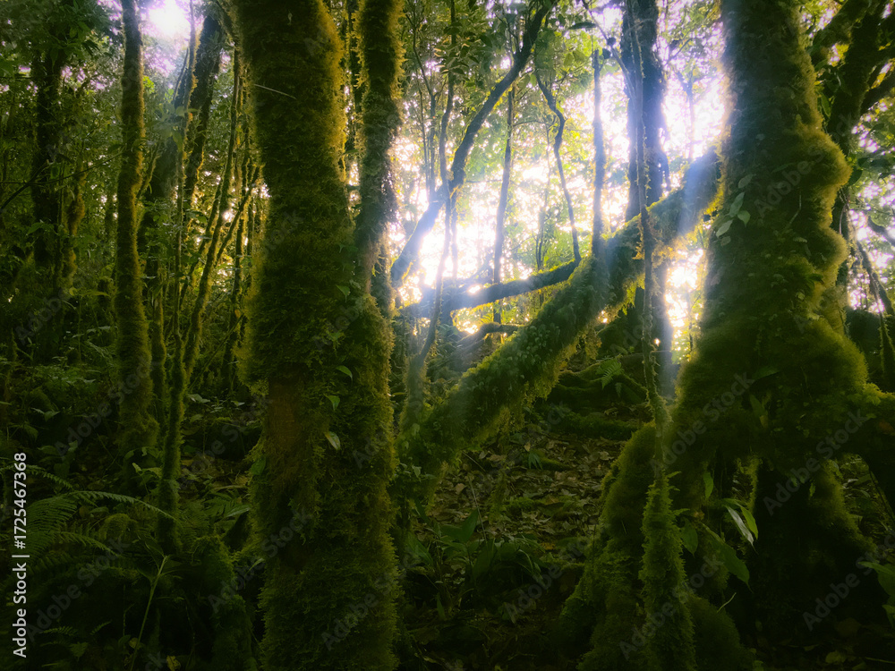 Fototapeta premium Meratus Mountains Highland Forest Floor, Tropical Rainforest of Borneo, Indonesia.