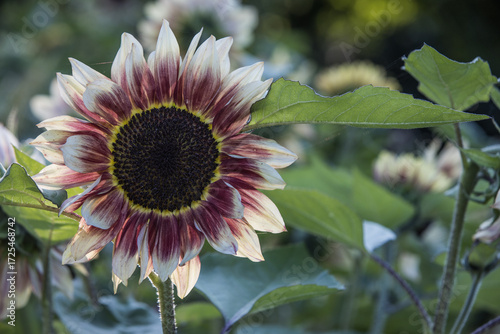 white and red sunflower