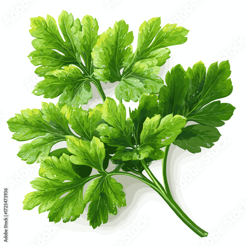 Fresh Parsley Herb Illustration for Culinary and Botanical Decor