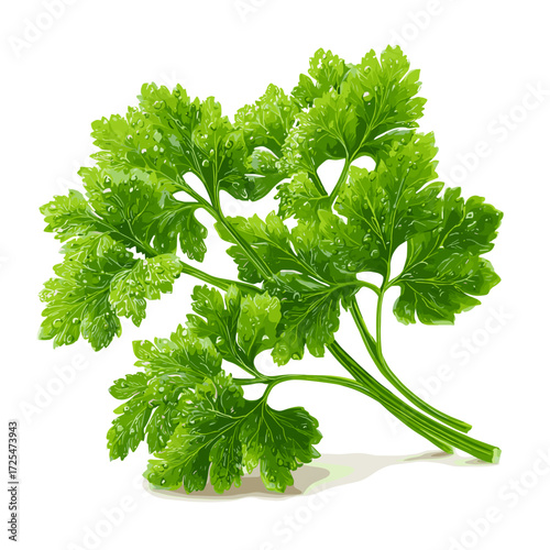 Fresh Parsley Herb Illustration for Culinary and Botanical Decor