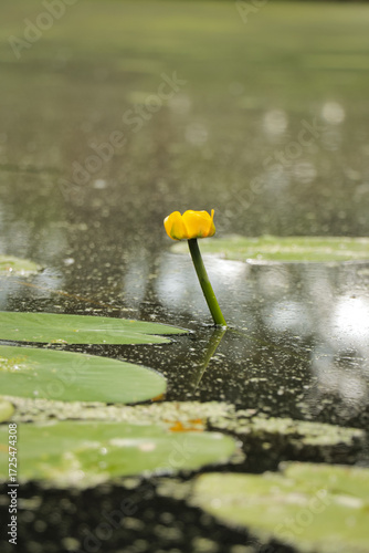 Fototapeta Water lily bud floating on the surface of a lake surrounded by green lily pads in lake with tree forest nature reflections