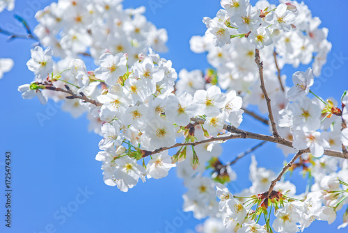 Wallpaper Mural 青空に咲く白い桜 / White Cherry Blossoms Against a Blue Sky Torontodigital.ca
