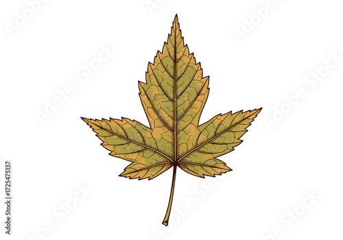 A detailed illustration of a single golden maple leaf with serrated edges.