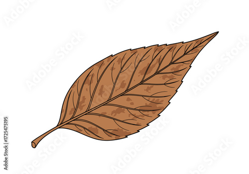 A single brown dry leaf showing its intricate vein pattern.