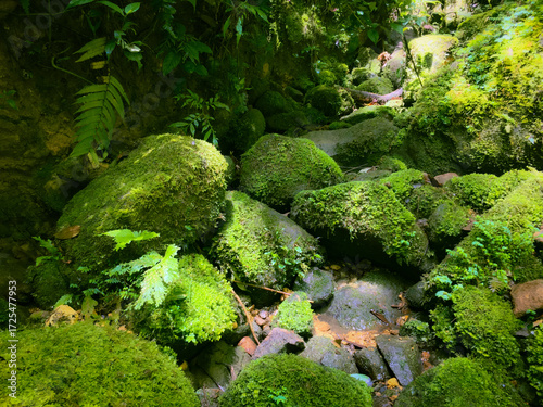 Tableau sur toile Meratus Mountains Highland Forest Floor, Tropical Rainforest of Borneo, Indonesia