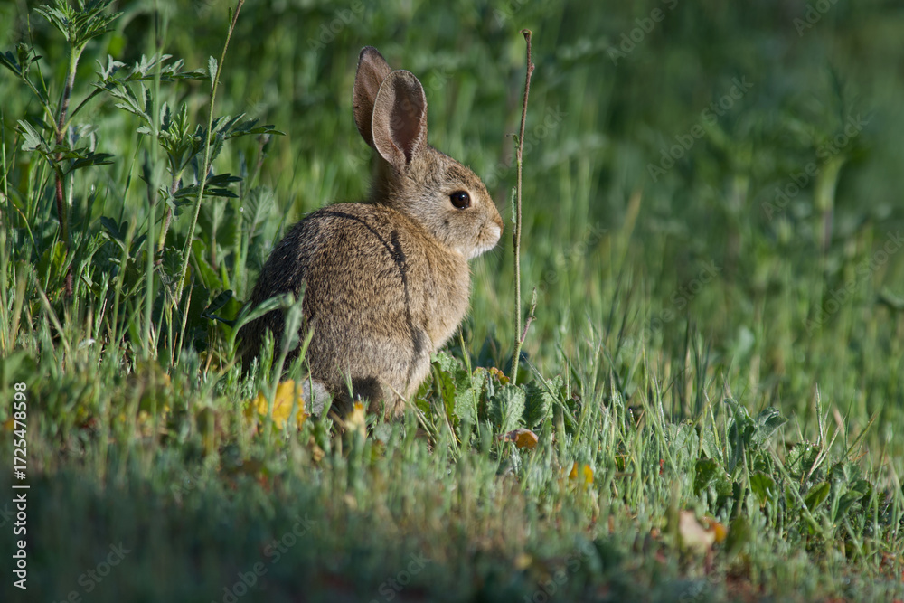 Fototapeta premium Cottontail rabbit, Southern California