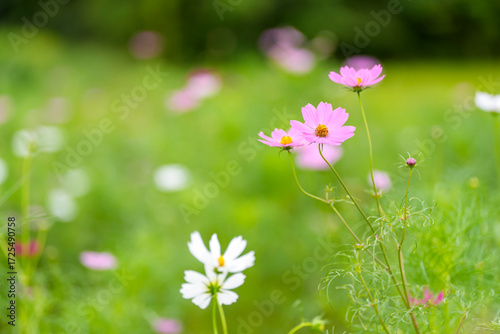 ピンクと白のコスモスが咲く秋の草むら
