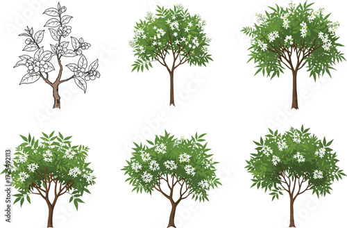 Tree growth stages, botanical illustration, flowering tree development, nature cycle artwork, educational plant concept, seasonal foliage, green leaf progression
