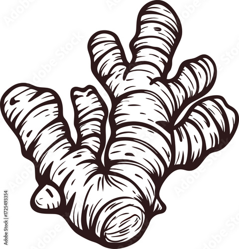 Hand drawn ginger root illustration vintage sketch herbal vegetable isolated on white background