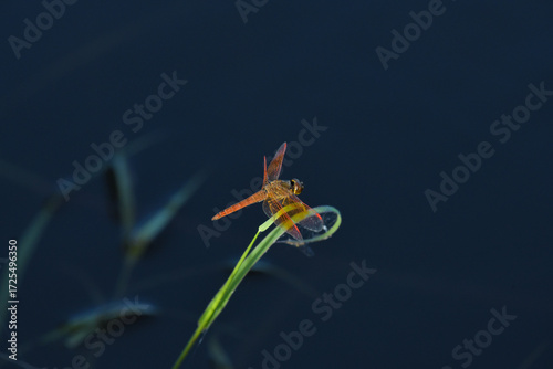 Dagonfly on green leaf.
