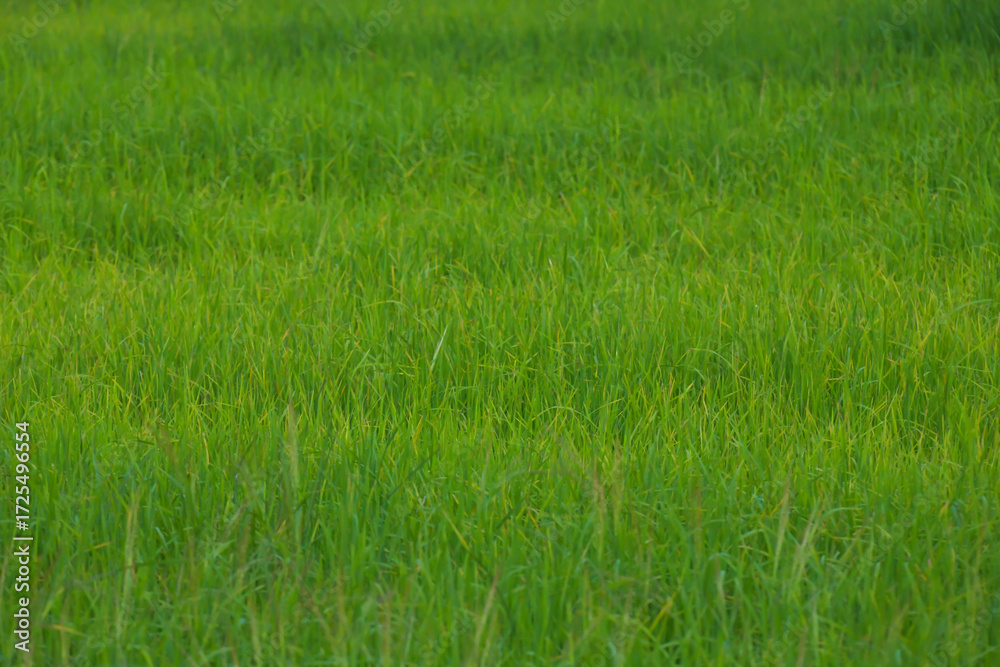Obraz premium Rice landscape, green grass background. landscape from Thailand.