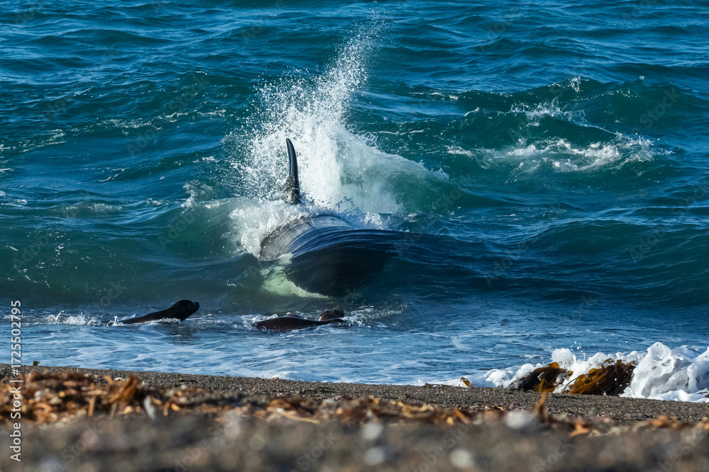 Obraz premium Killer Whale, Orca, hunting a sea lion pup, Peninsula Valdes, Patagonia Argentina