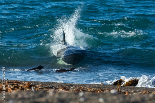 Killer Whale, Orca, hunting a sea lion pup, Peninsula Valdes, Patagonia Argentina