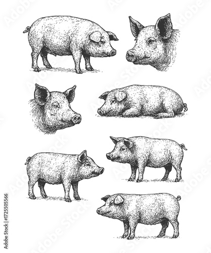 Vintage illustration of pigs in various poses, representing livestock, farming, and traditional rural lifestyle.