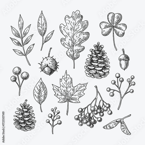 Botanical set of leaves, pinecones, acorns, and seeds, hand-drawn natural collection.