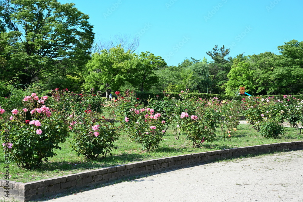 Obraz premium 濁川公園 バラ(新潟県)