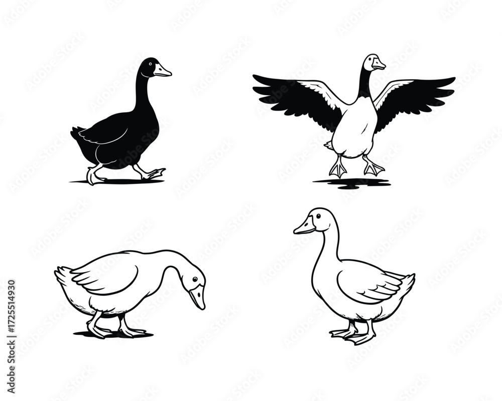 Fototapeta premium Set of four hand drawn goose and duck illustrations in different poses and styles on a neutral background