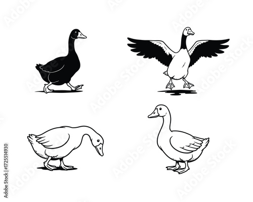 Set of four hand drawn goose and duck illustrations in different poses and styles on a neutral background