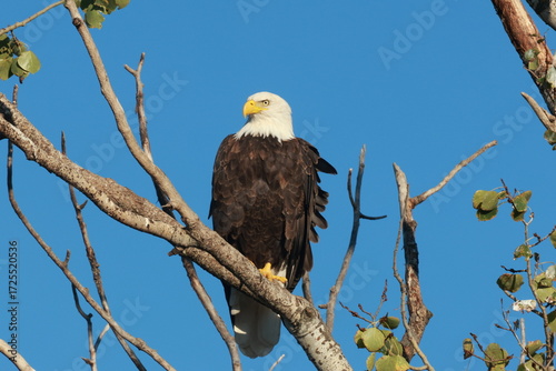 american bald eagle