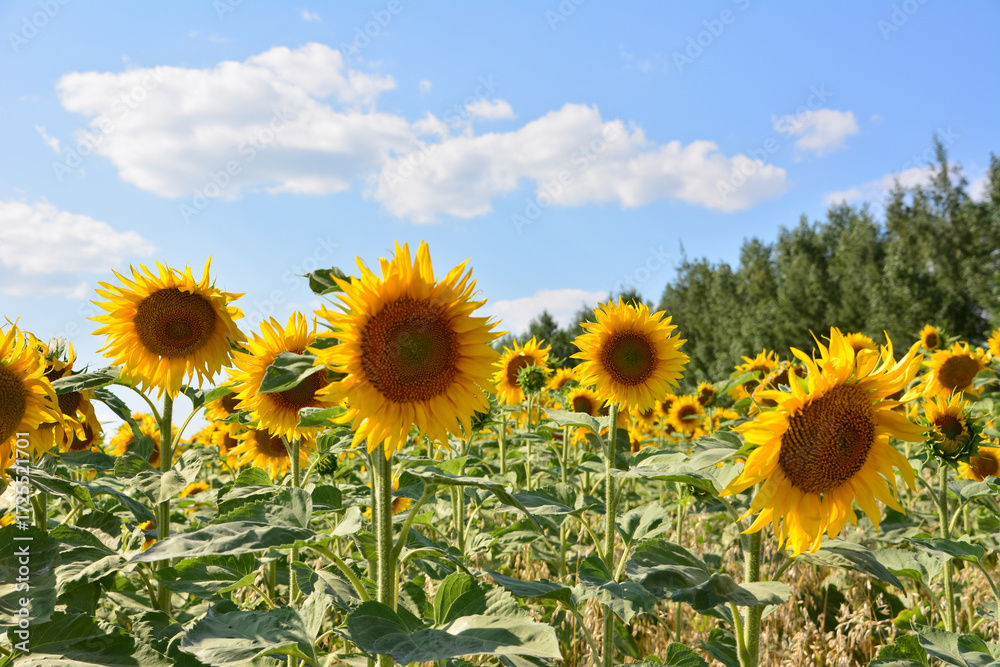 Obraz premium a close up of sunflower firld with blue sky, clouds and forest