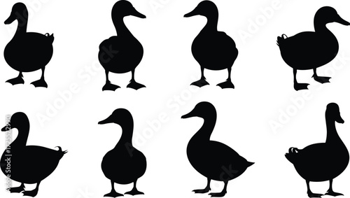 Duck silhouette set, flying ducks, walking ducks, bird outline, waterfowl illustration, duck icons, black vector, animal shapes, nature wildlife