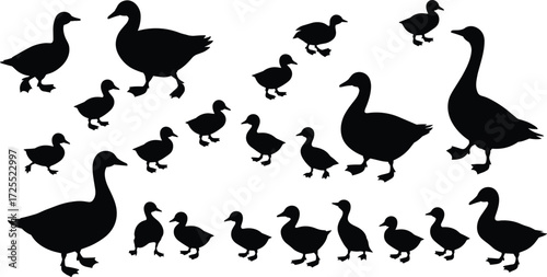 Duck silhouette set, flying ducks, walking ducks, bird outline, waterfowl illustration, duck icons, black vector, animal shapes, nature wildlife