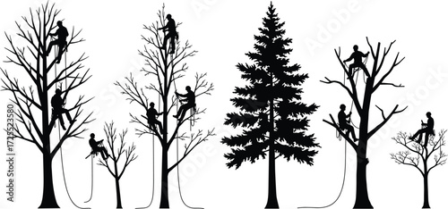 Silhouette of Arborists Climbing Trees, Tree Trimming Workers, Tree Cutting Illustration, Tree Surgeons with Ropes, Forest Maintenance Vector Art