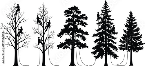 Tree climbers at work, arborist silhouette, tree pruning, tree removal, forestry workers, climbing safety, arboriculture, outdoor labor, professional arboristsTree climbers at work,